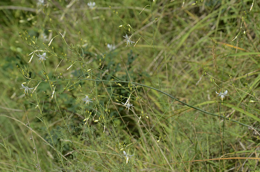 Anthericum ramosum / Lilioasfodelo minore